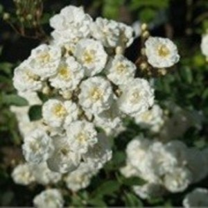 FAIRY SNOW (Patio shrub)